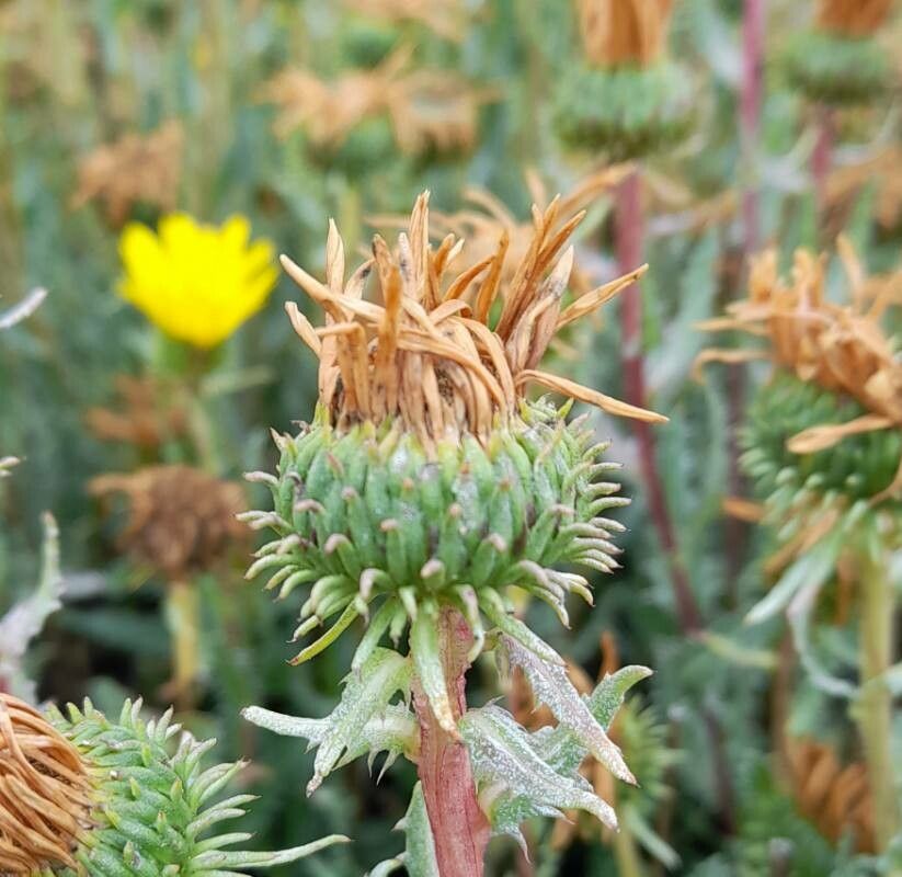 Grindelia boliviana other