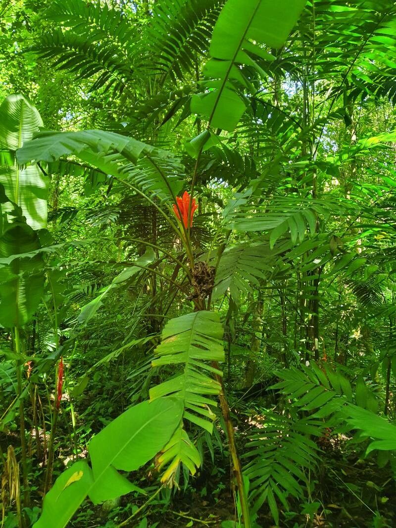 Musa coccinea leaf