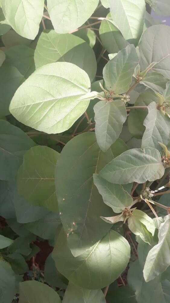 Croton argenteus leaf