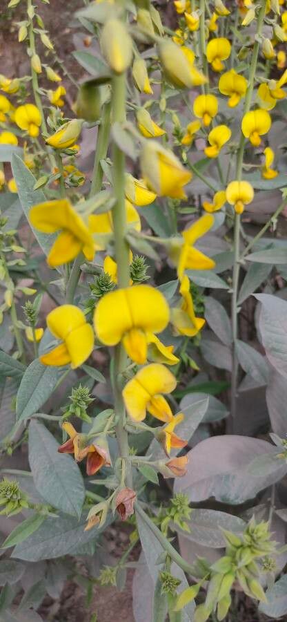 Crotalaria spectabilis flower