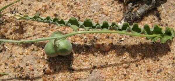 Dipcadi crispum — related species from the same genus