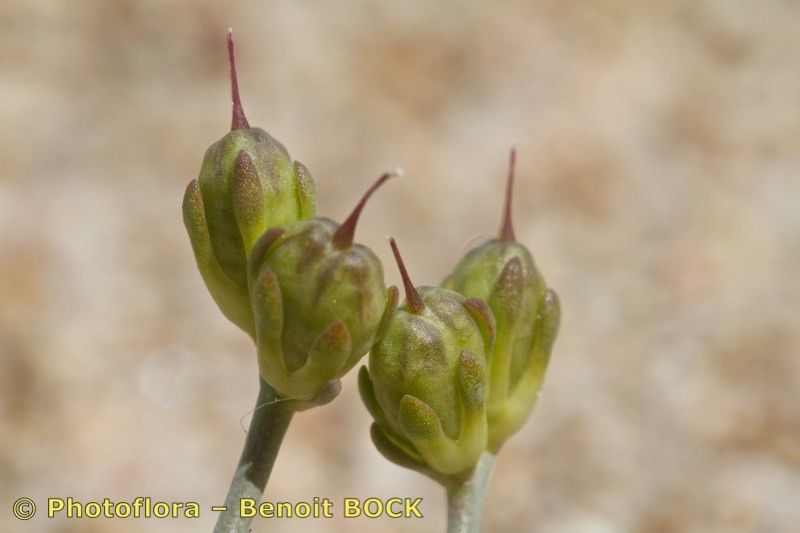 Linaria flava fruit