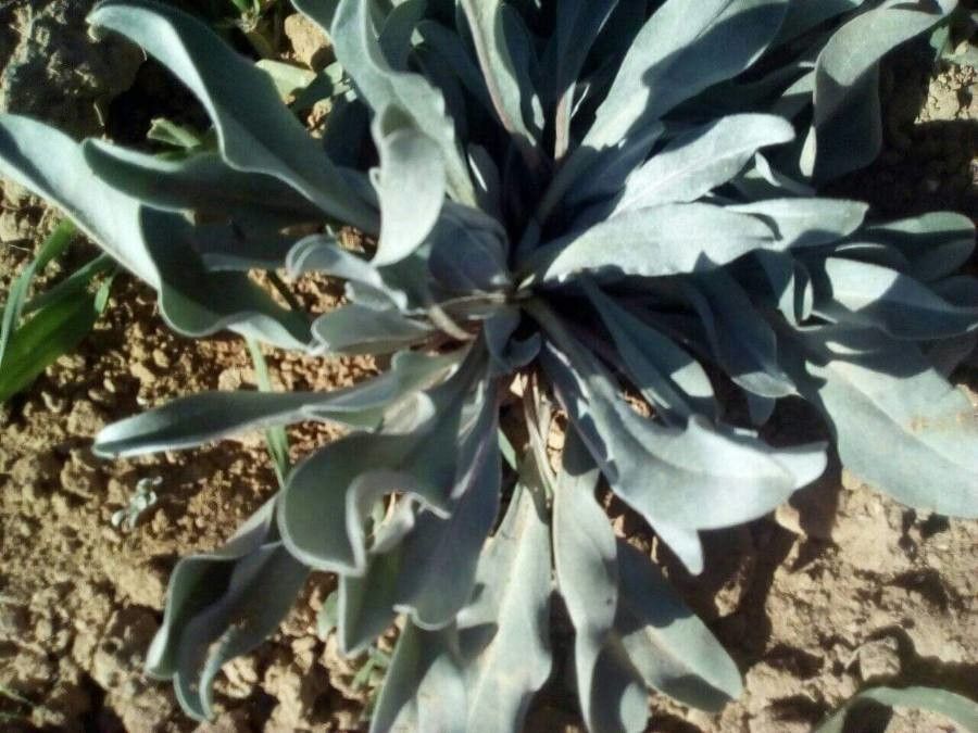 Alkanna tinctoria leaf