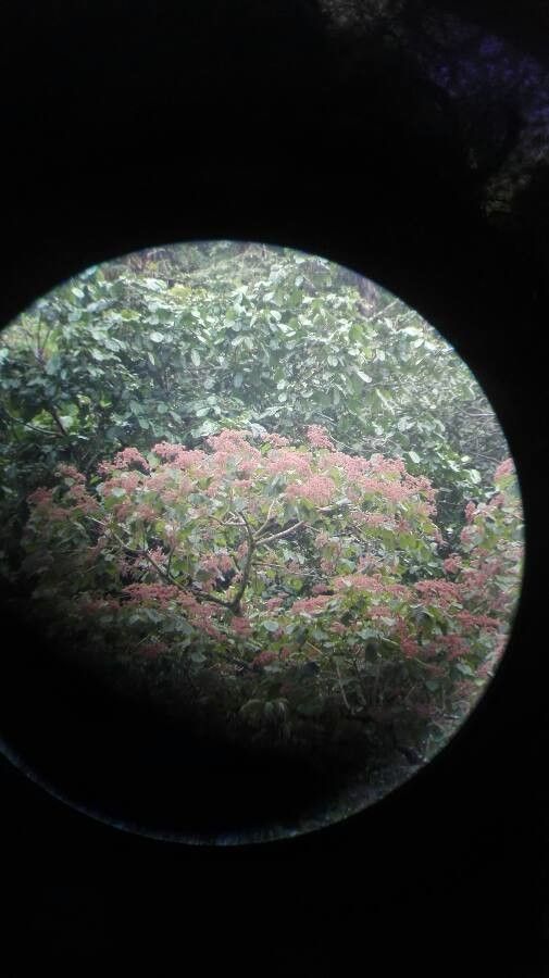 Heliocarpus appendiculatus flower