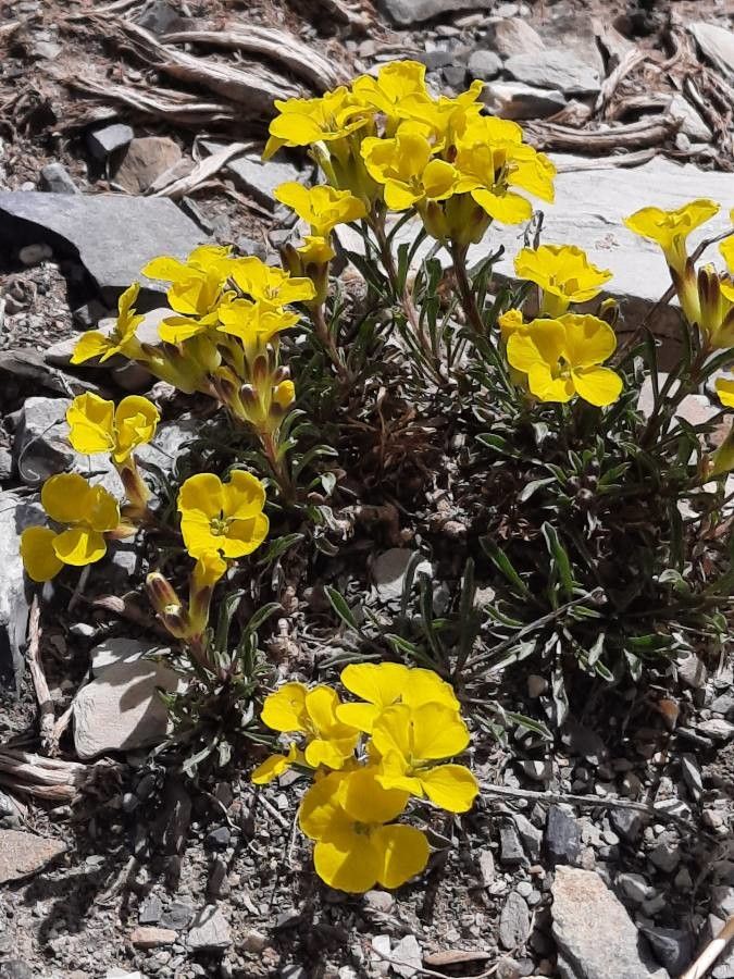 Erysimum jugicola flower