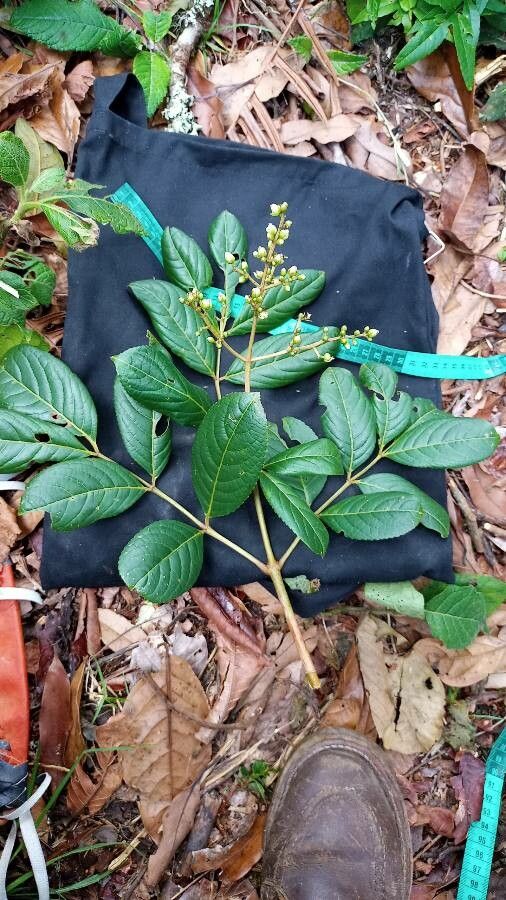 Turpinia occidentalis — houseplant care guide