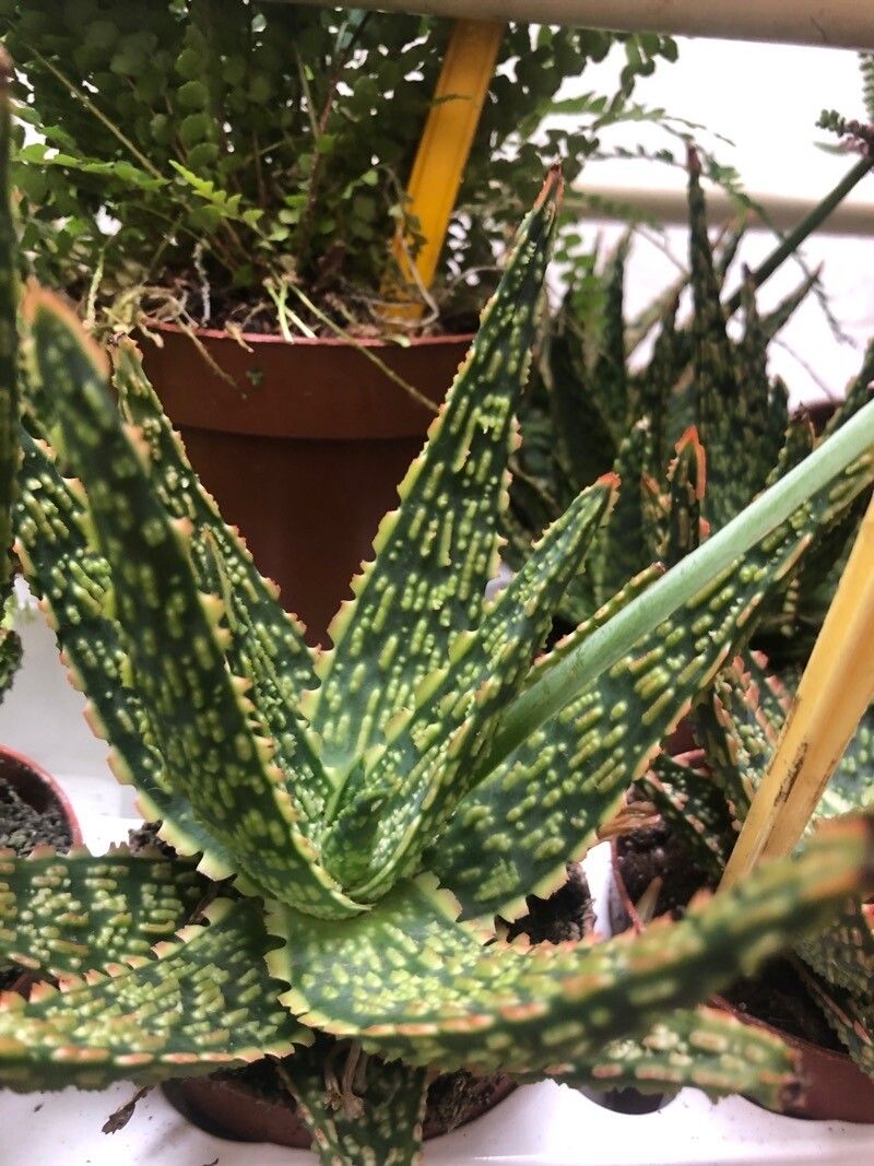 Aloe rauhii leaf
