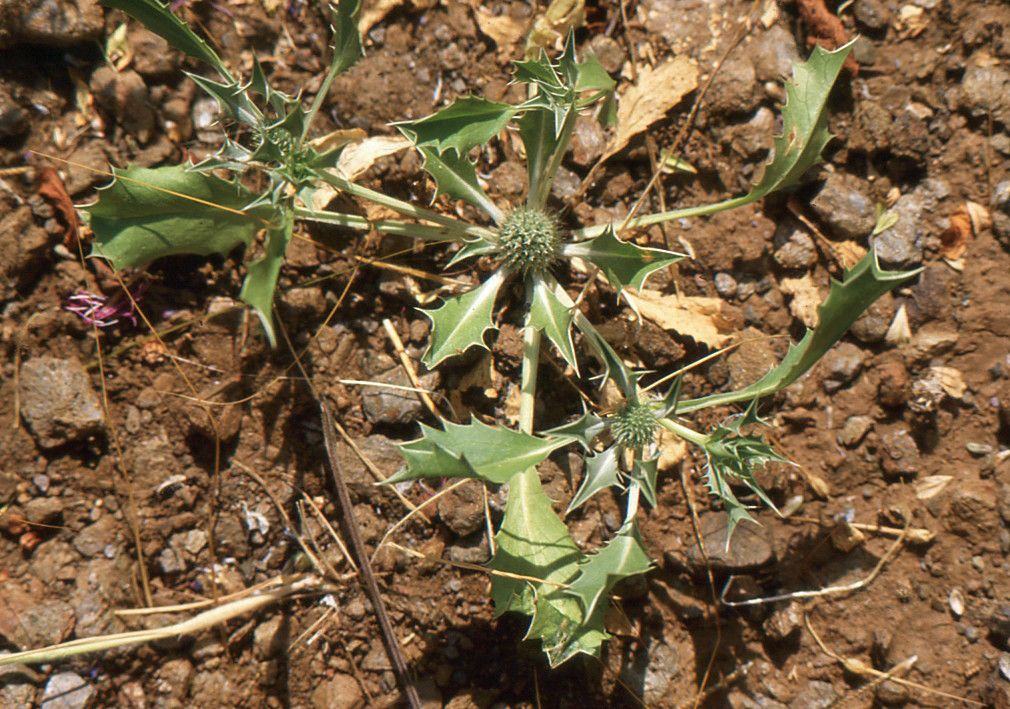 Eryngium ilicifolium other