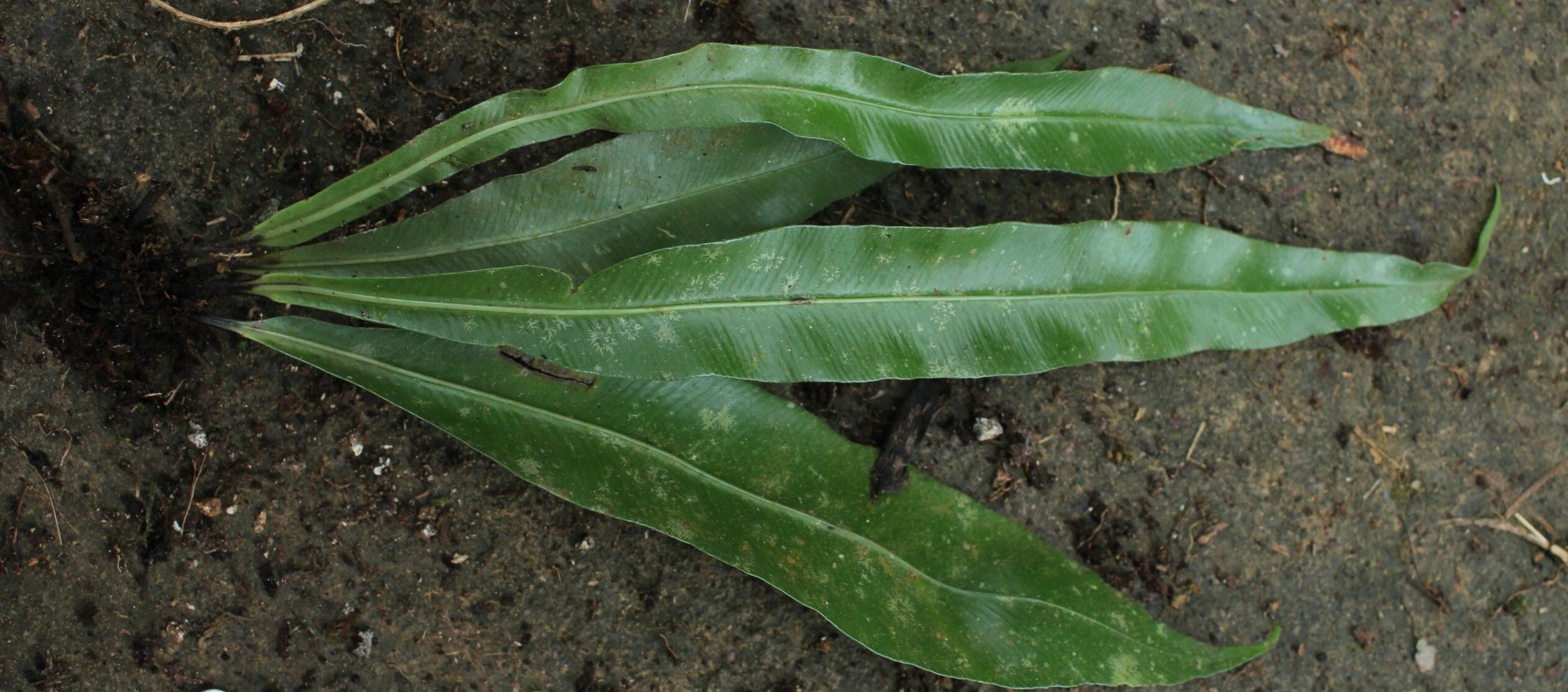 Asplenium subintegrum habit