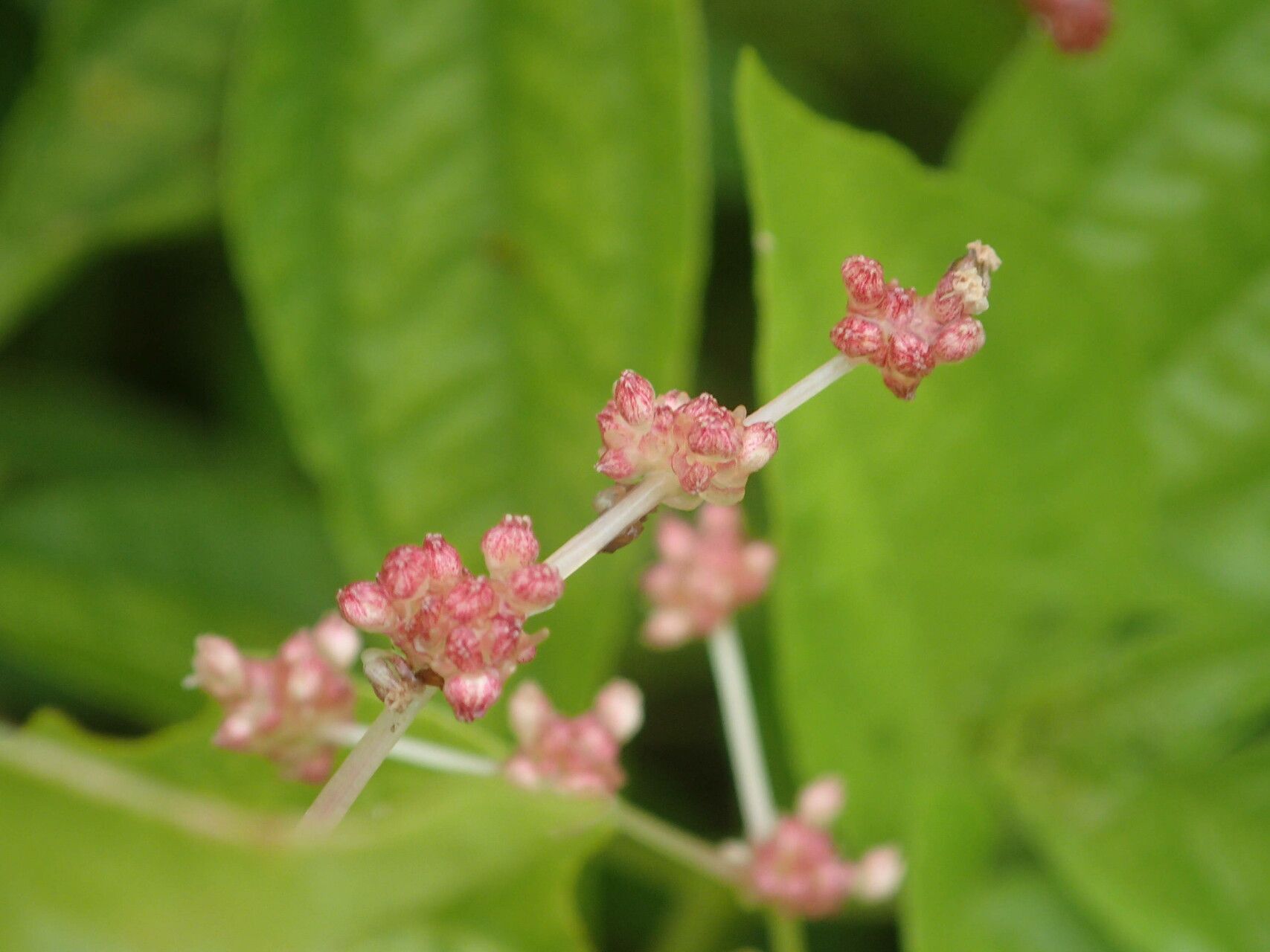 Pilea corymbosa flower