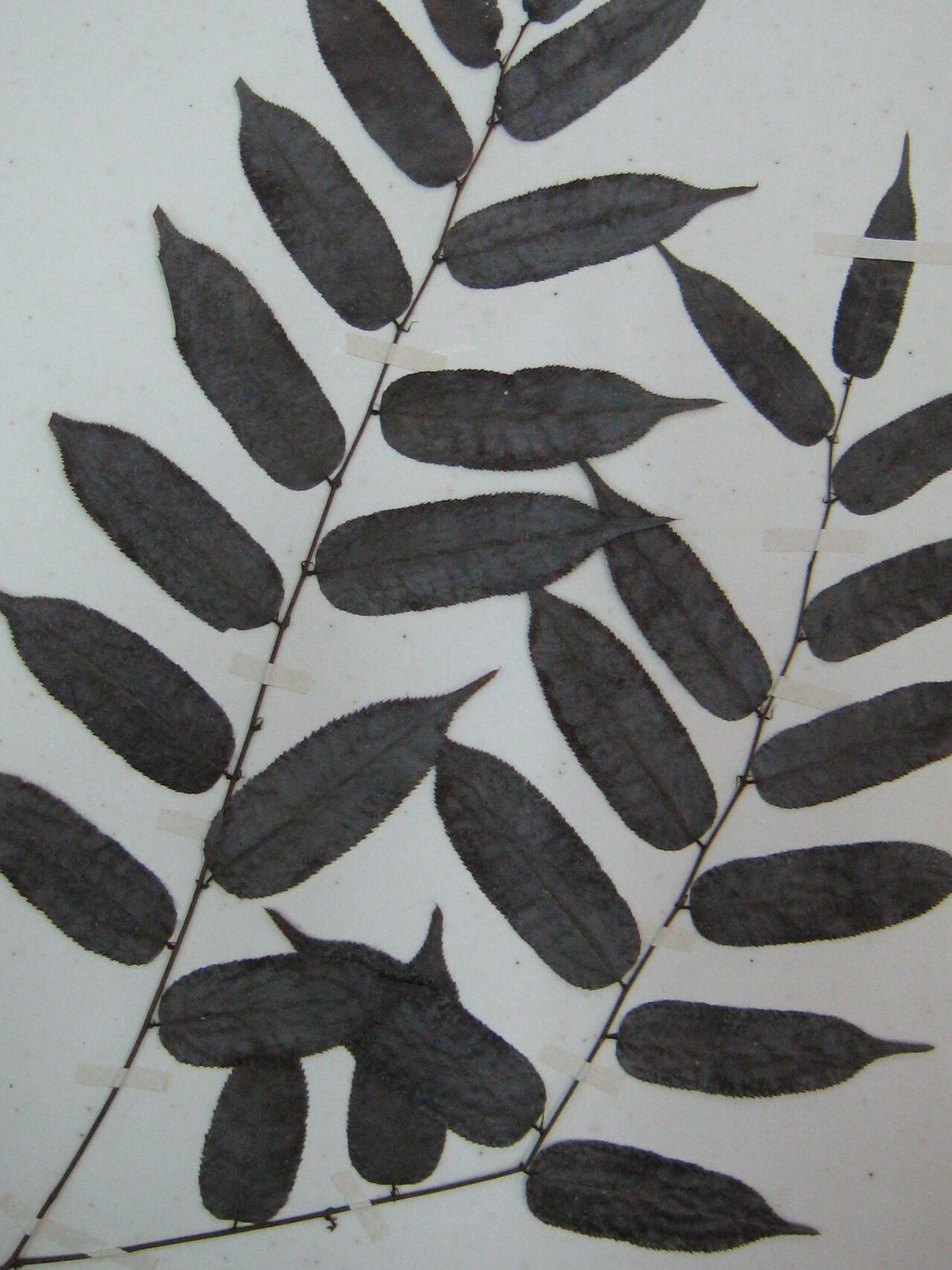 Mabea subsessilis other