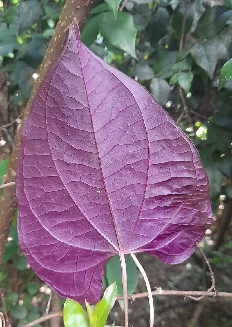 Dioscorea dodecaneura leaf