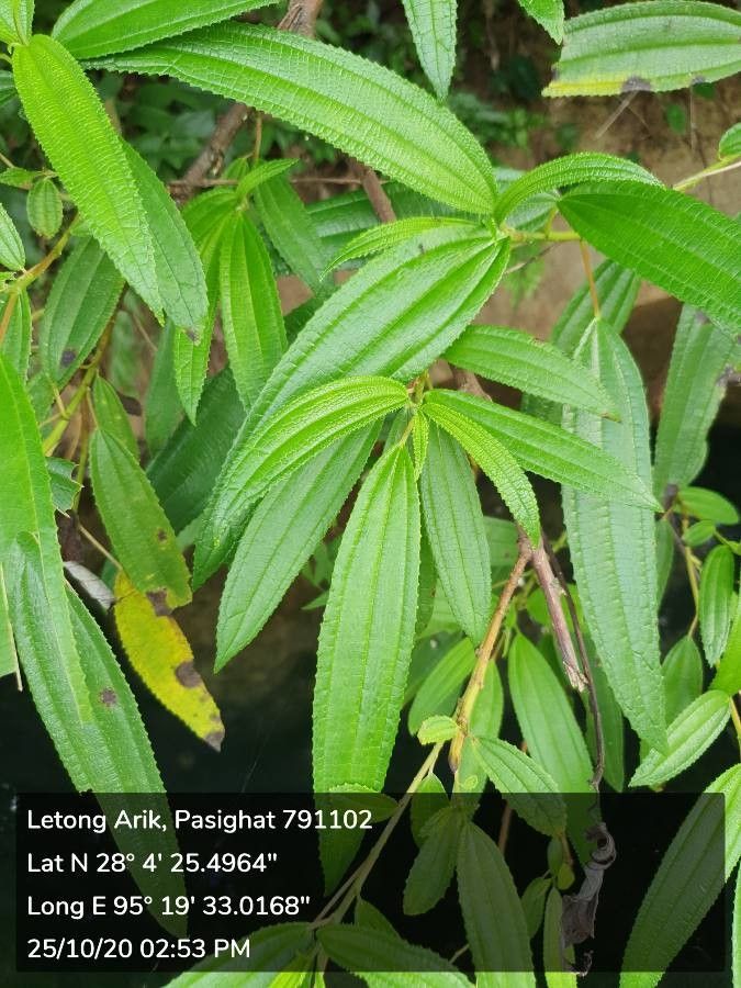 Tibouchina longifolia — search result for 'Melastomataceae'