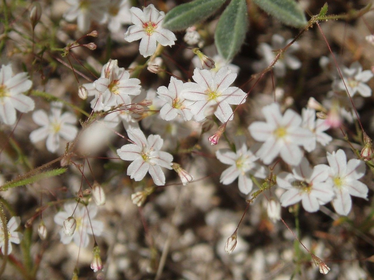 Eriogonum spergulinum — search result for 'Eriogonum'