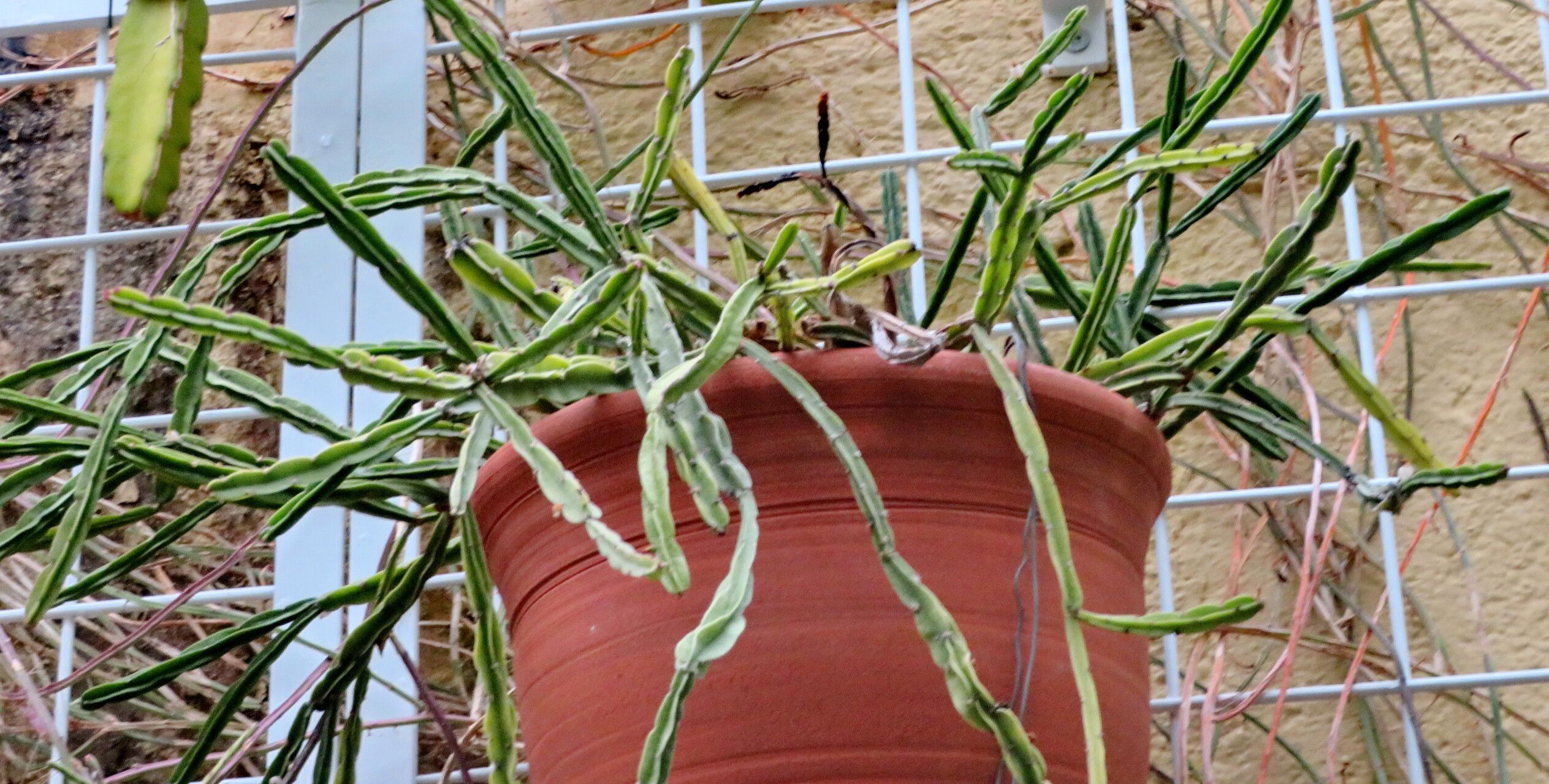 Rhipsalis pentaptera — search result for 'Rhipsalis'