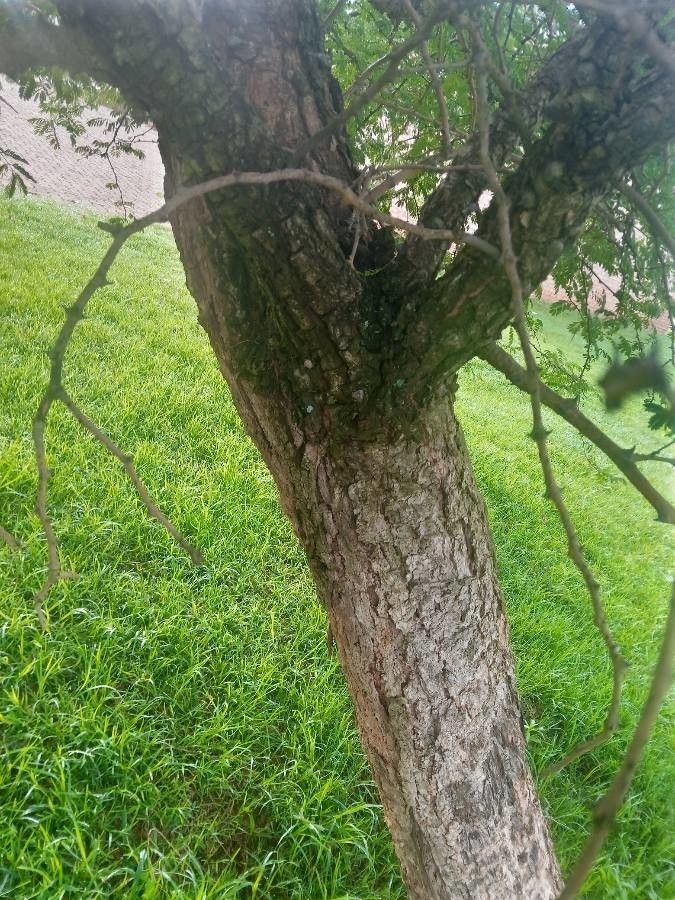 Albizia harveyi bark