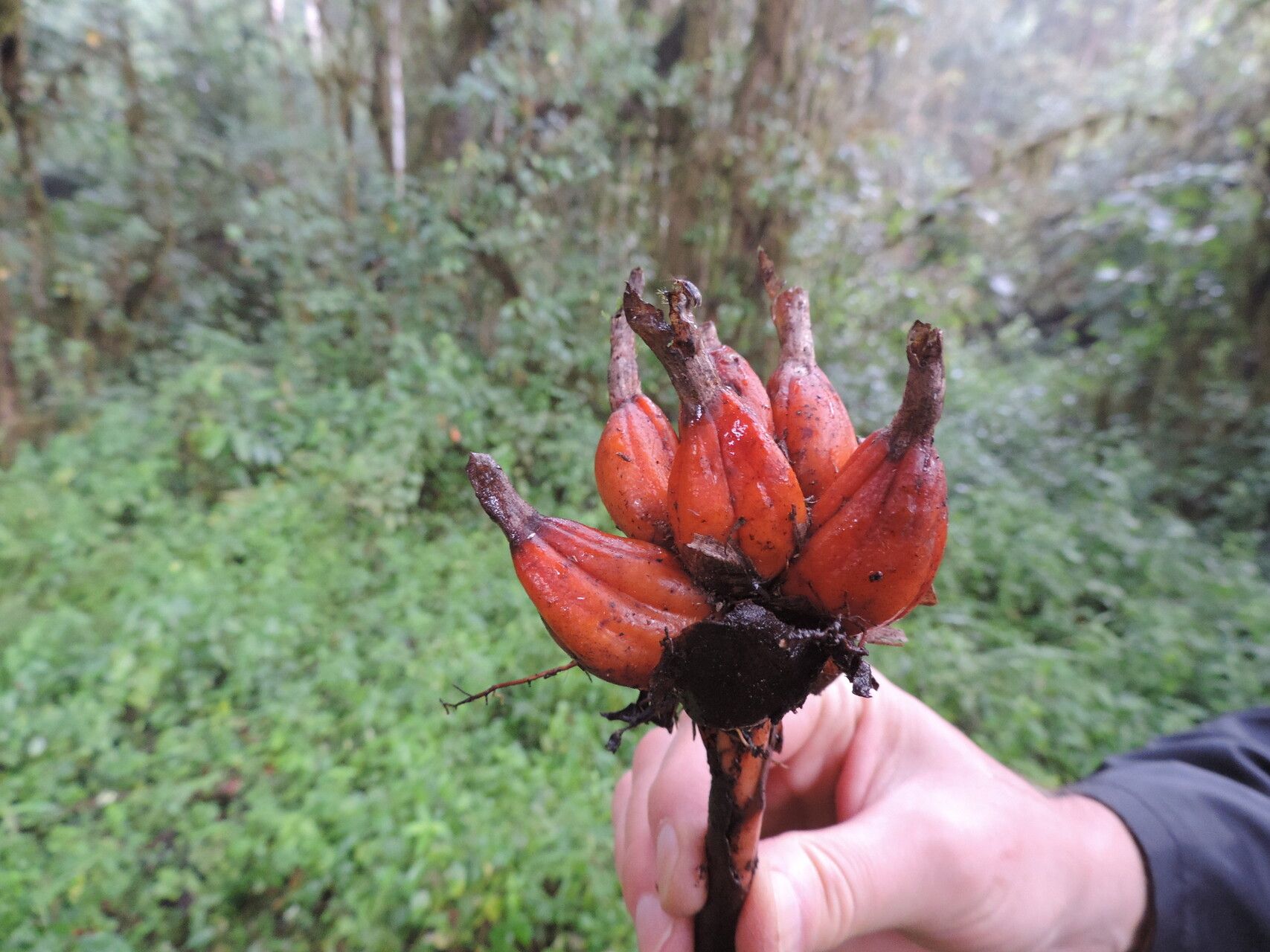 Aframomum wuerthii fruit
