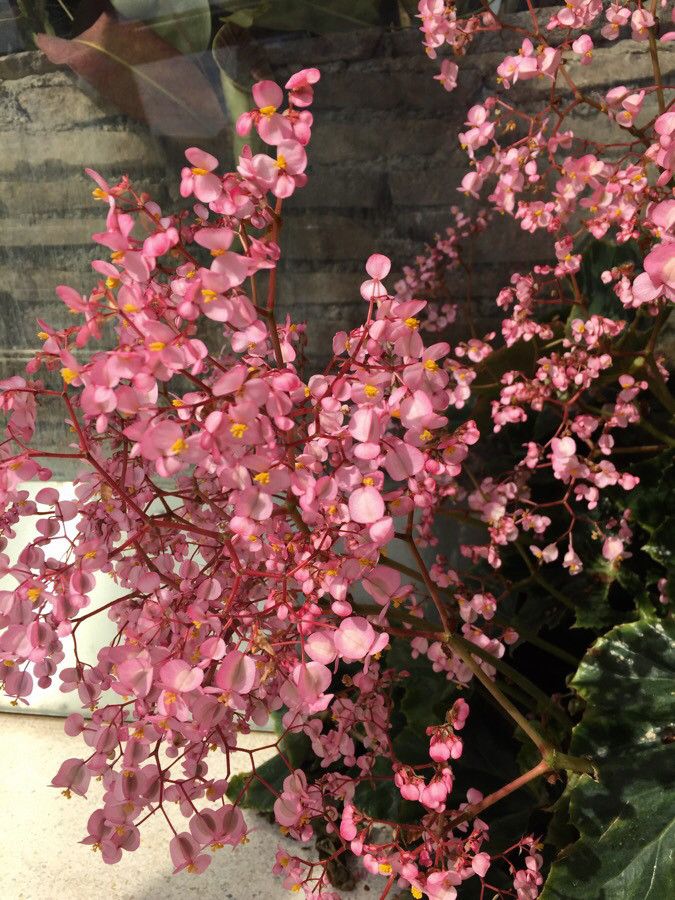 Begonia heracleifolia flower