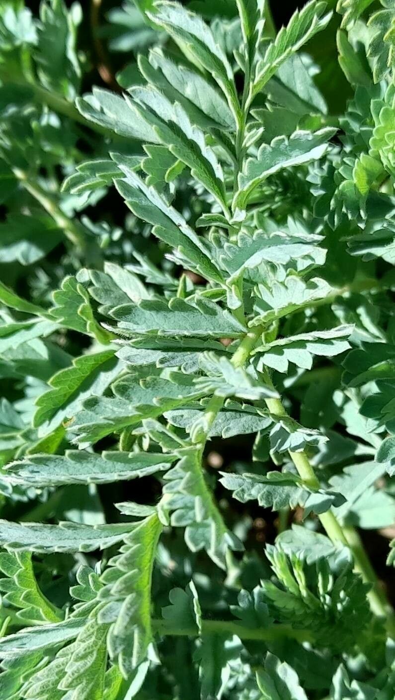Acaena sericea — houseplant care guide