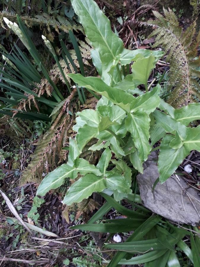 Arum hygrophilum habit