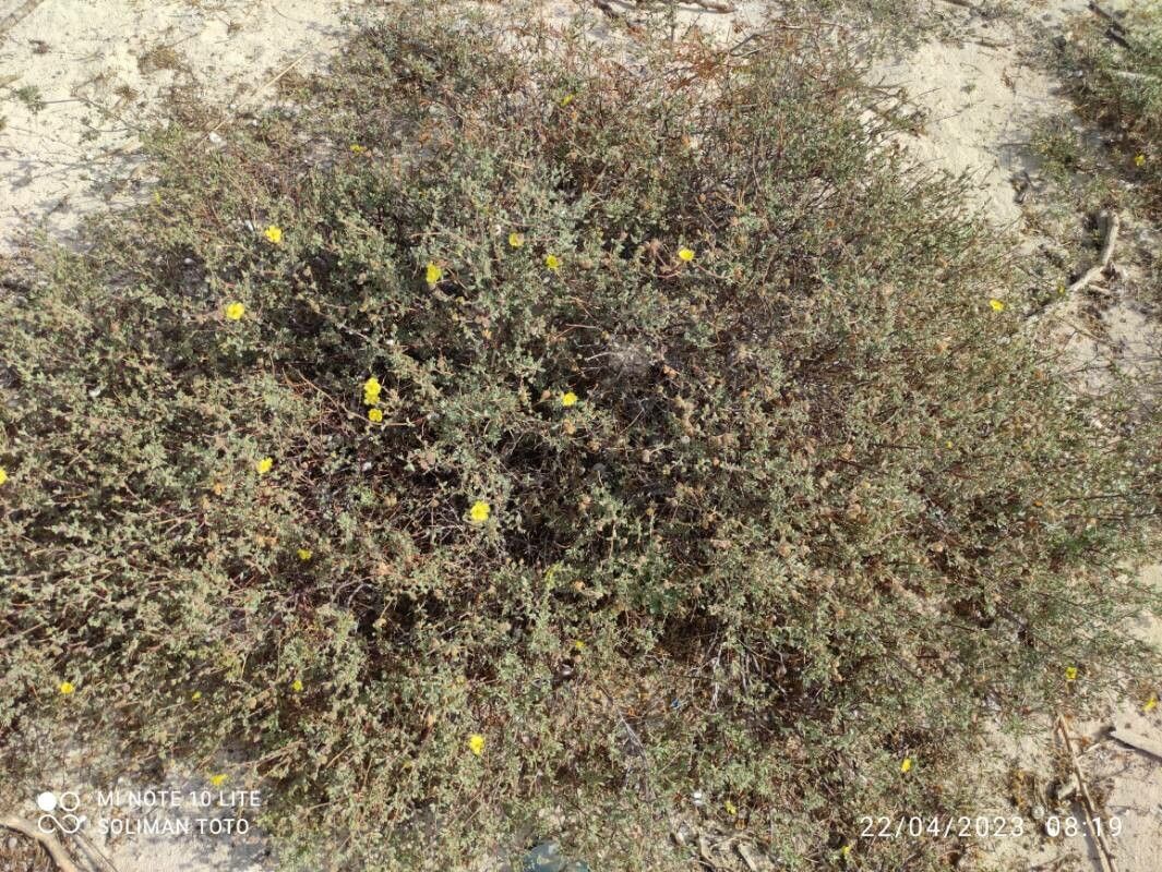 Helianthemum stipulatum leaf