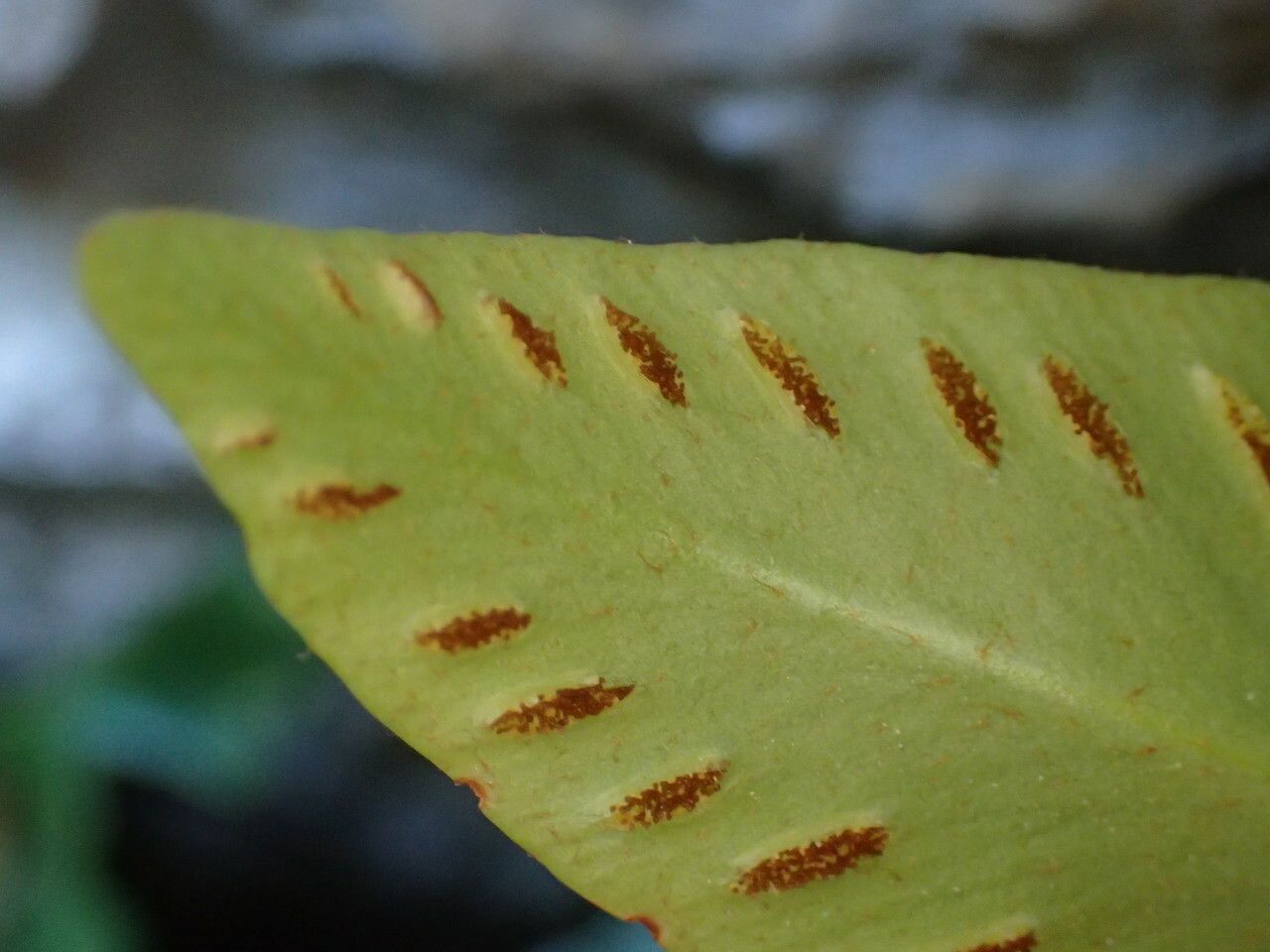 Asplenium sagittatum fruit
