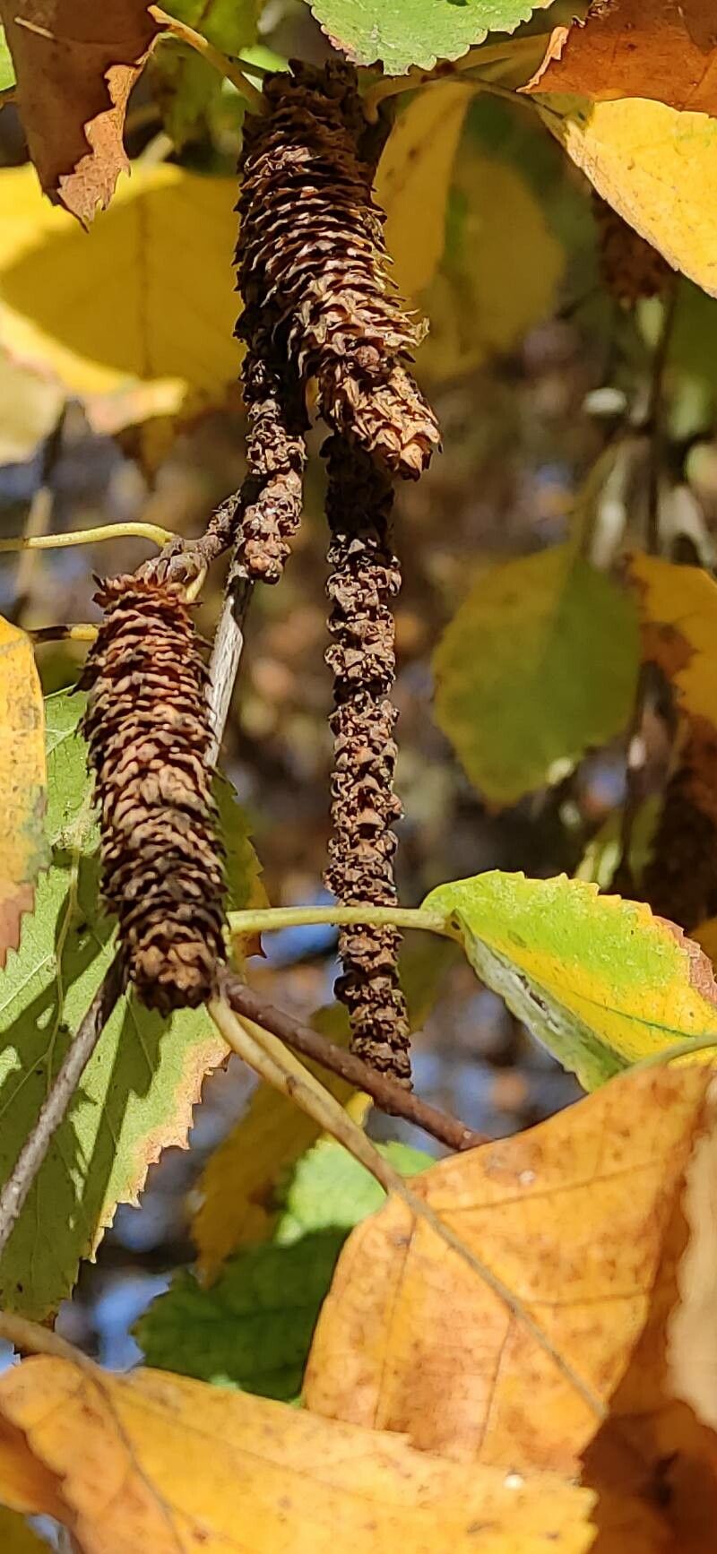 Betula albosinensis fruit