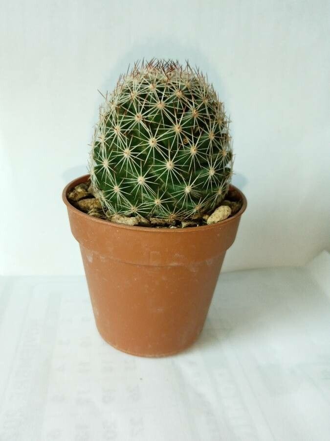 Mammillaria wrightii fruit