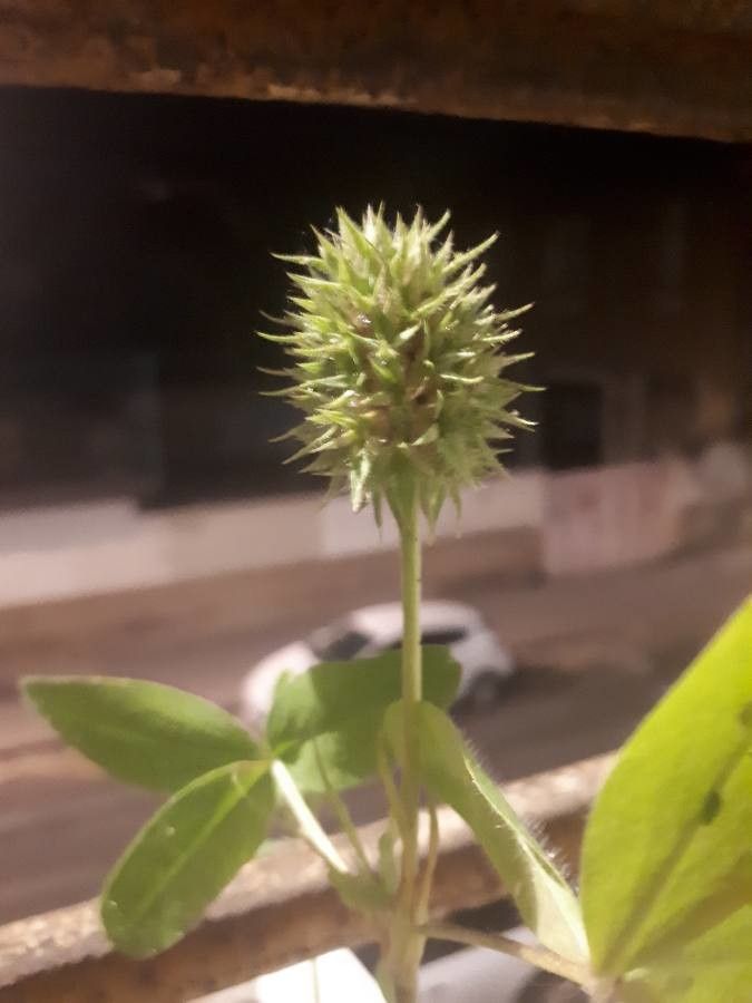 Trifolium retusum fruit