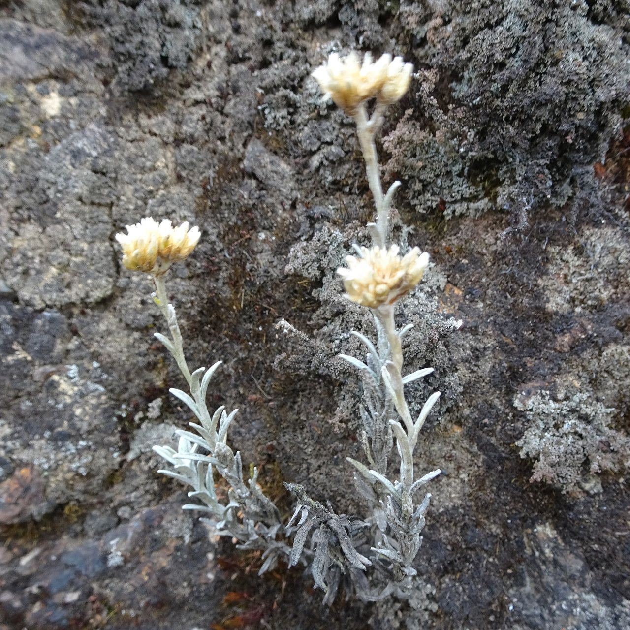 Achyrocline alata habit
