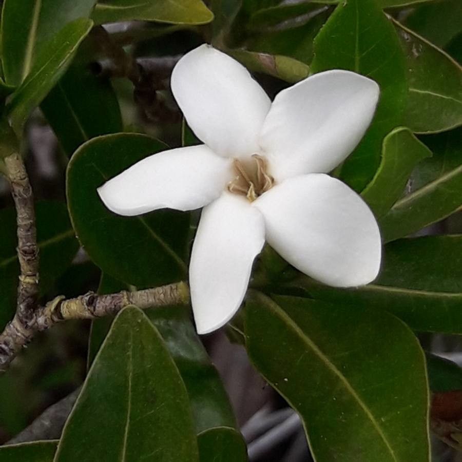 Gardenia urvillei flower