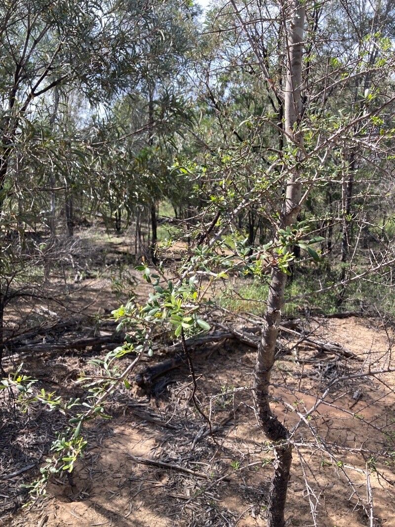 Flindersia dissosperma — related species from the same genus
