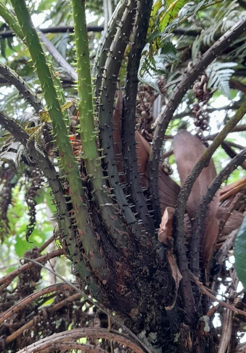 Alsophila fulgens bark