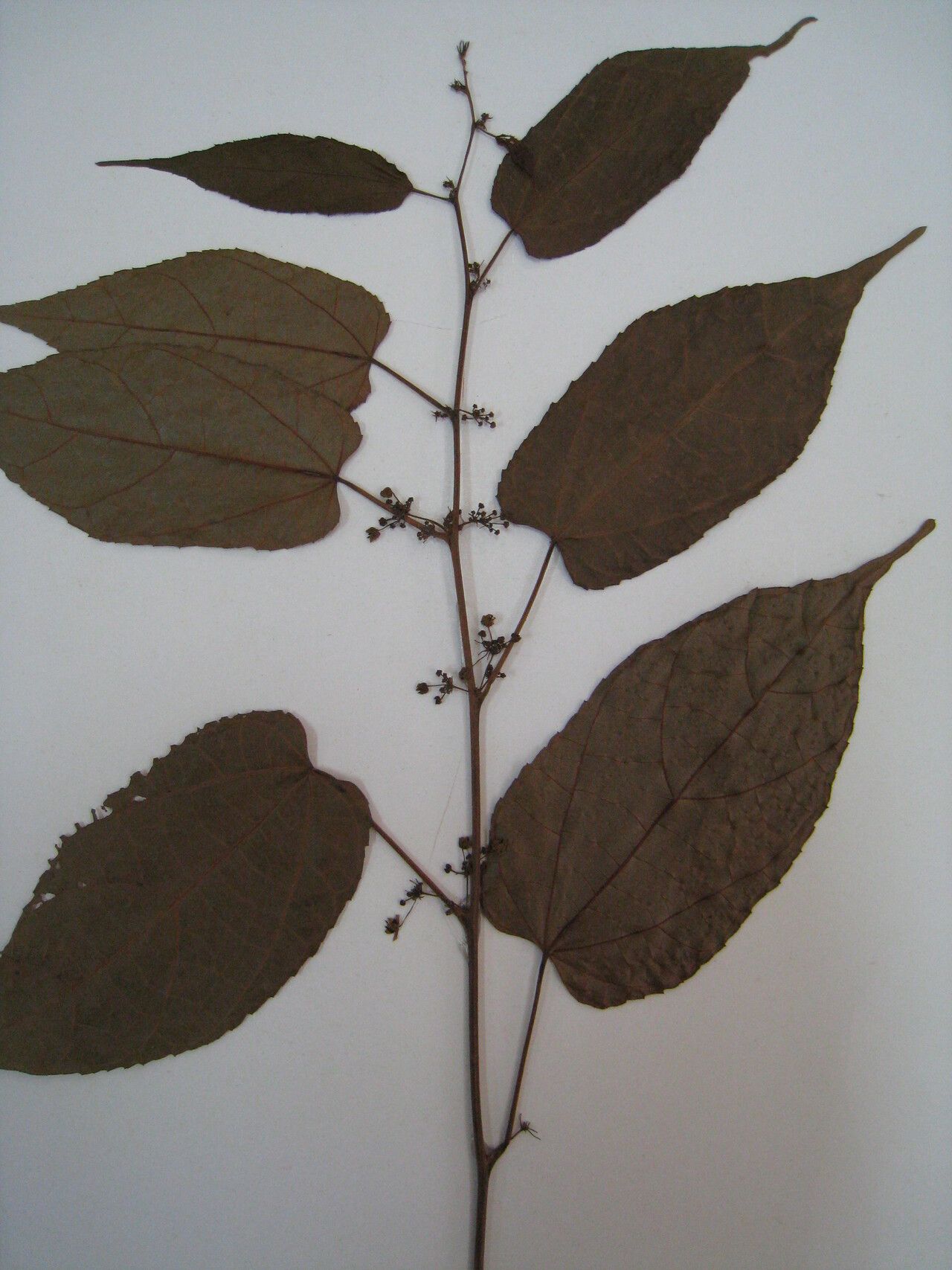 Ayenia byttnerioides other