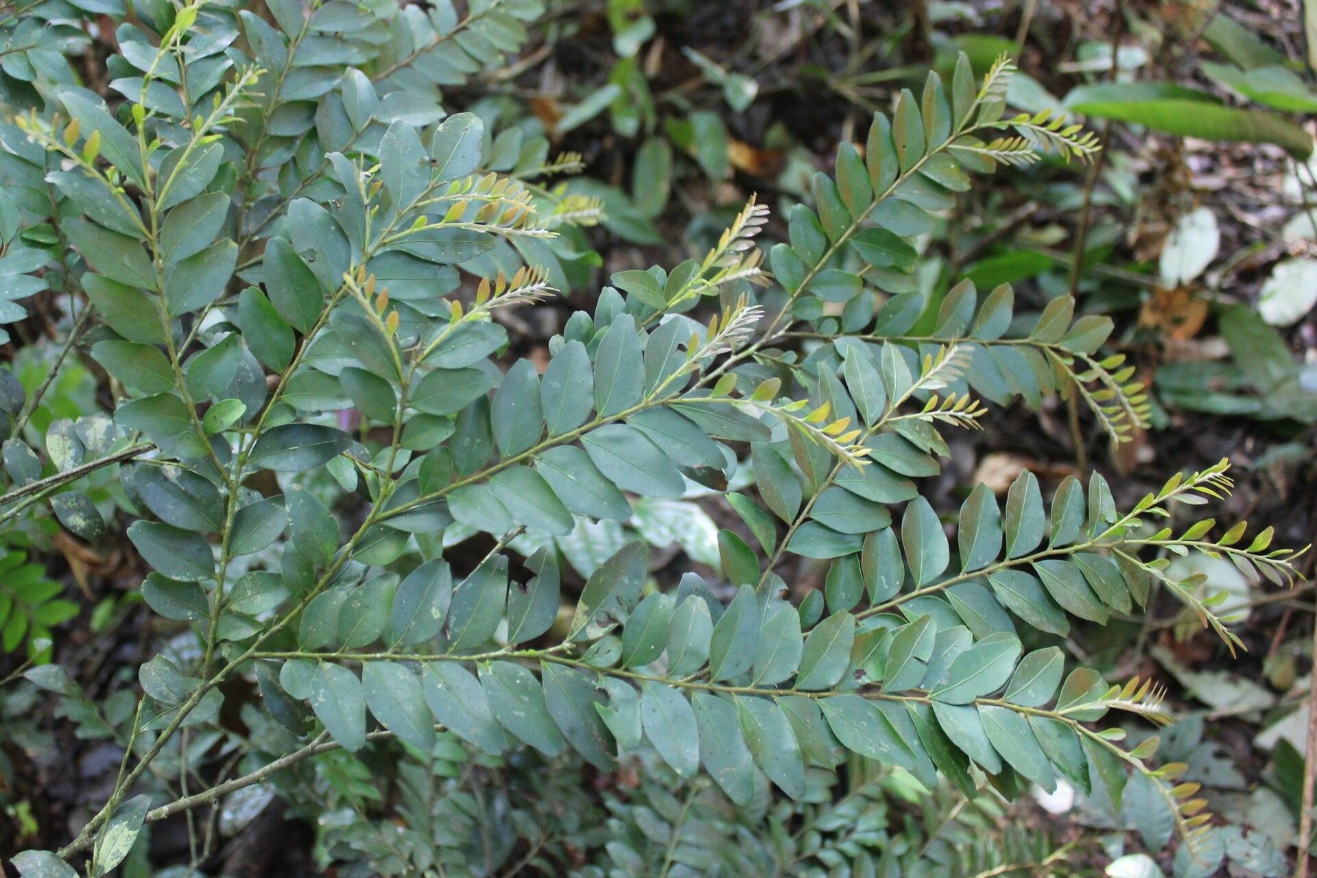Diospyros hoyleana leaf
