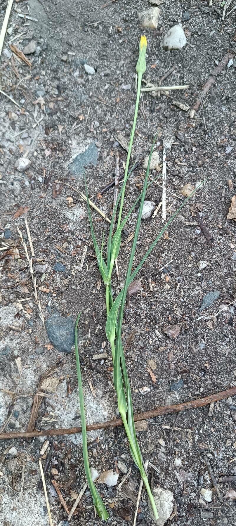 Tragopogon orientalis habit