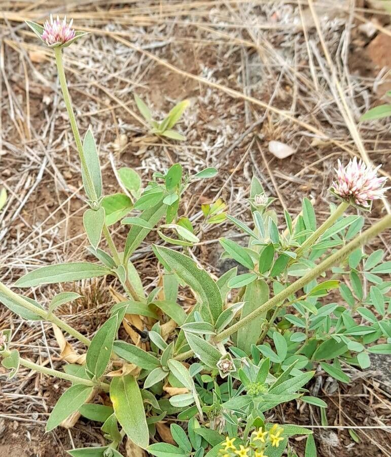 Gomphrena haenkeana habit
