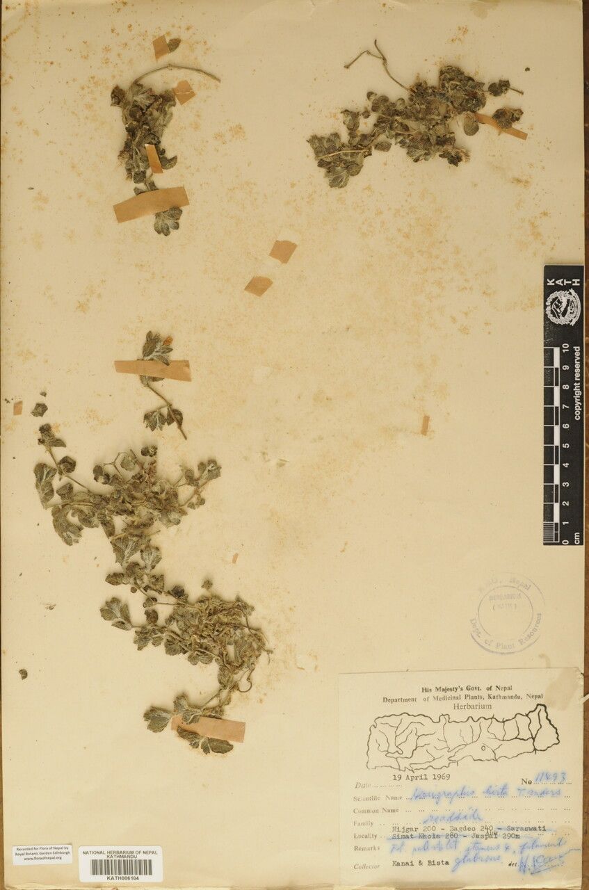 Strobilanthes hirta — search result for 'Strobilanthes'