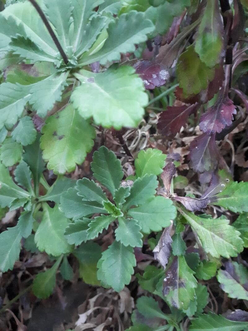 Scabiosa farinosa — houseplant care guide