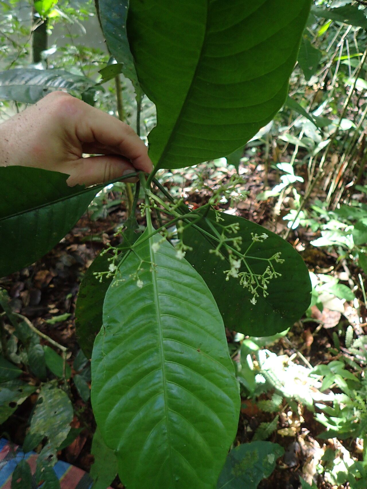 Psychotria lucens leaf