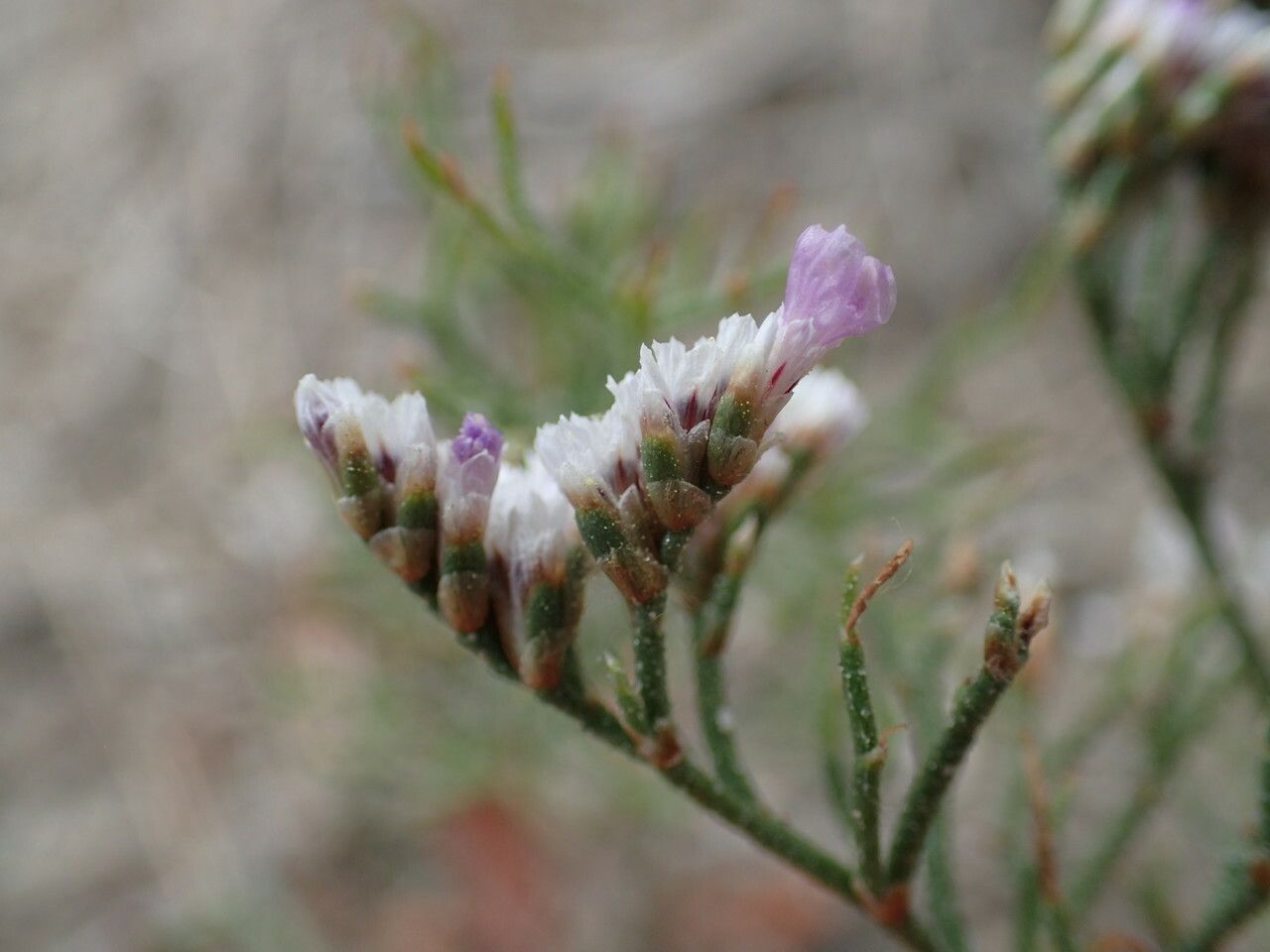 Limonium bellidifolium flower