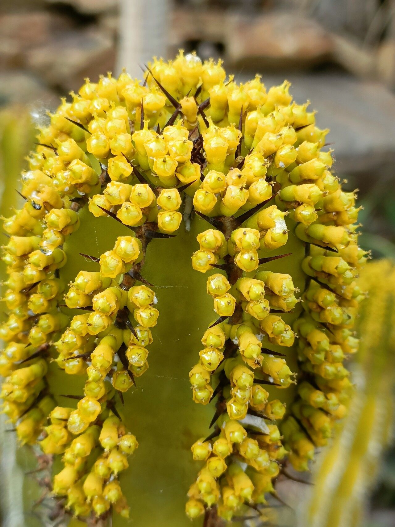 Euphorbia volkmanniae — houseplant care guide