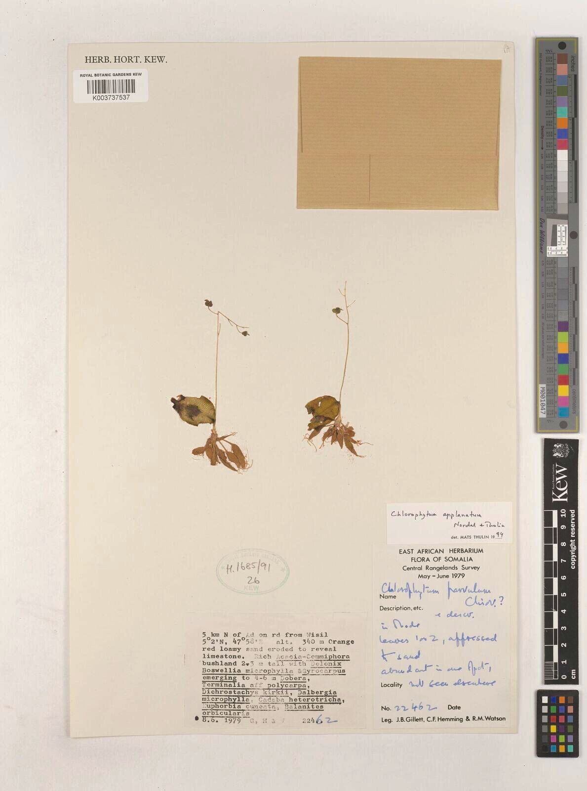 Chlorophytum appendiculatum — search result for 'Chlorophytum'