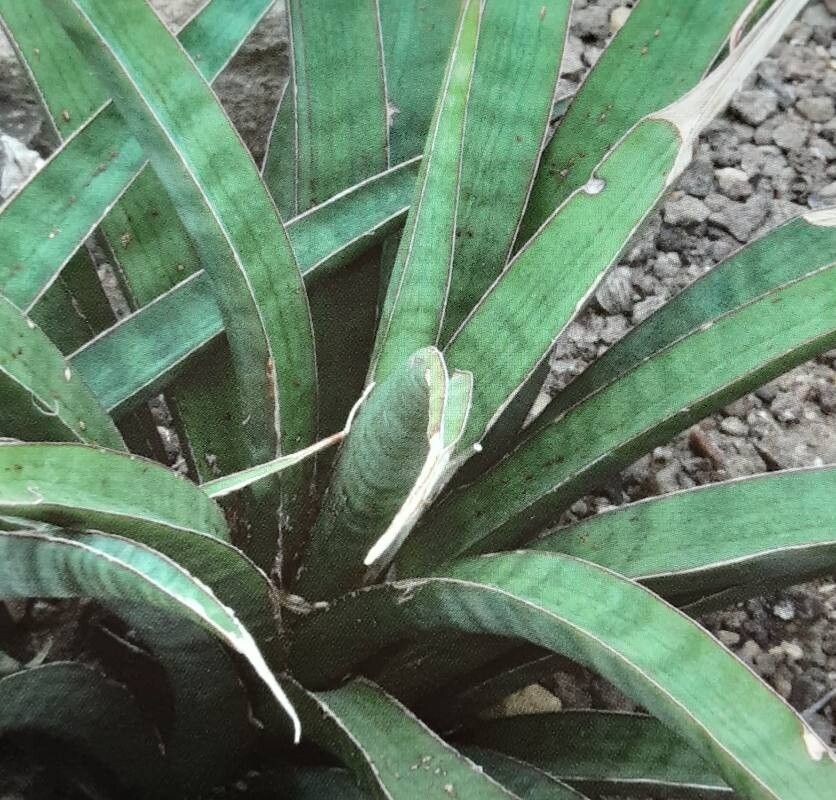 Dracaena aethiopica leaf