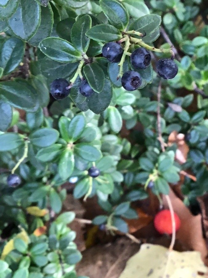 Vaccinium deliciosum fruit