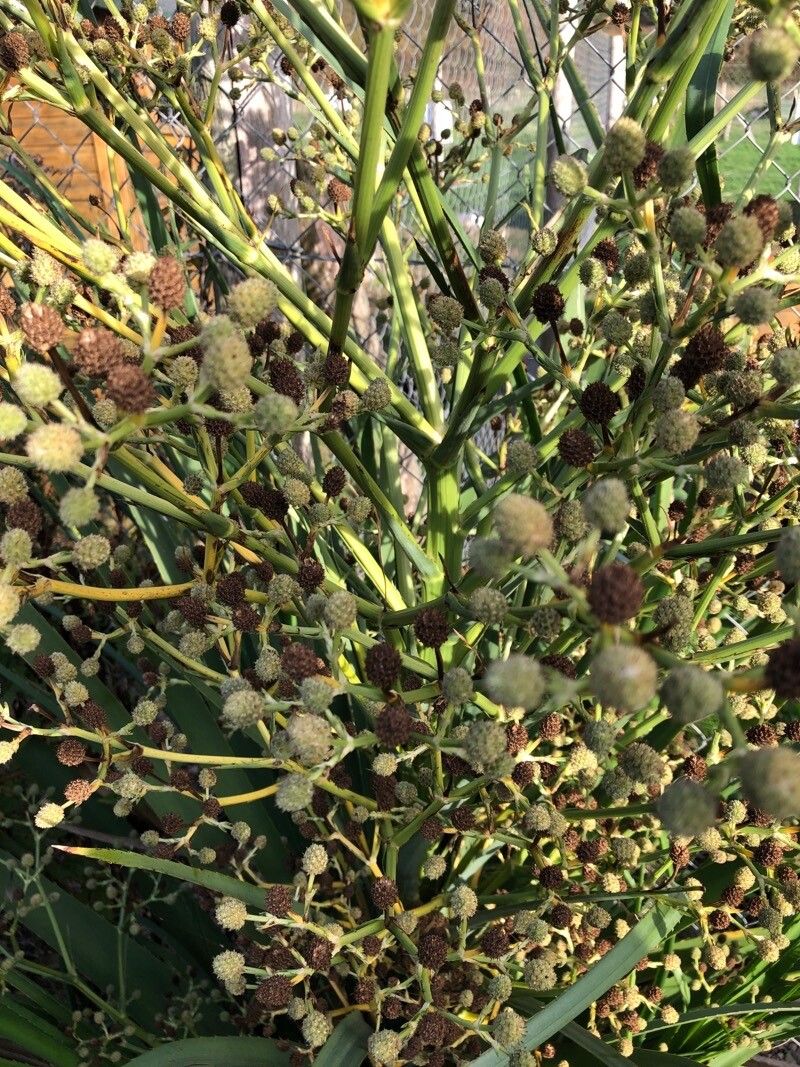 Eryngium pandanifolium fruit