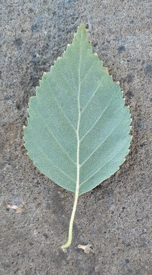 Betula utilis leaf