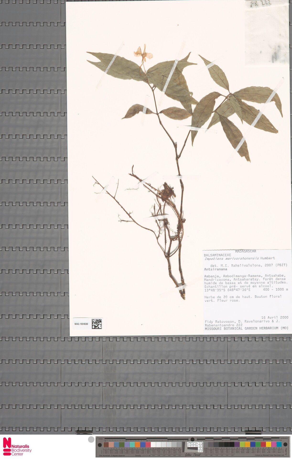 Impatiens marivorahonensis — houseplant care guide