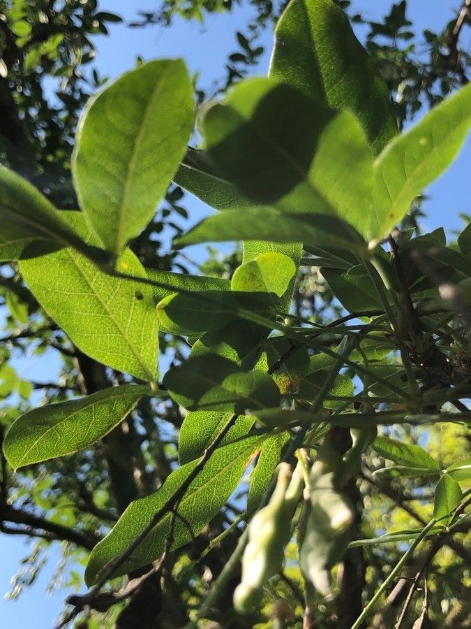 Calpurnia aurea — search result for 'Zimbabwe'