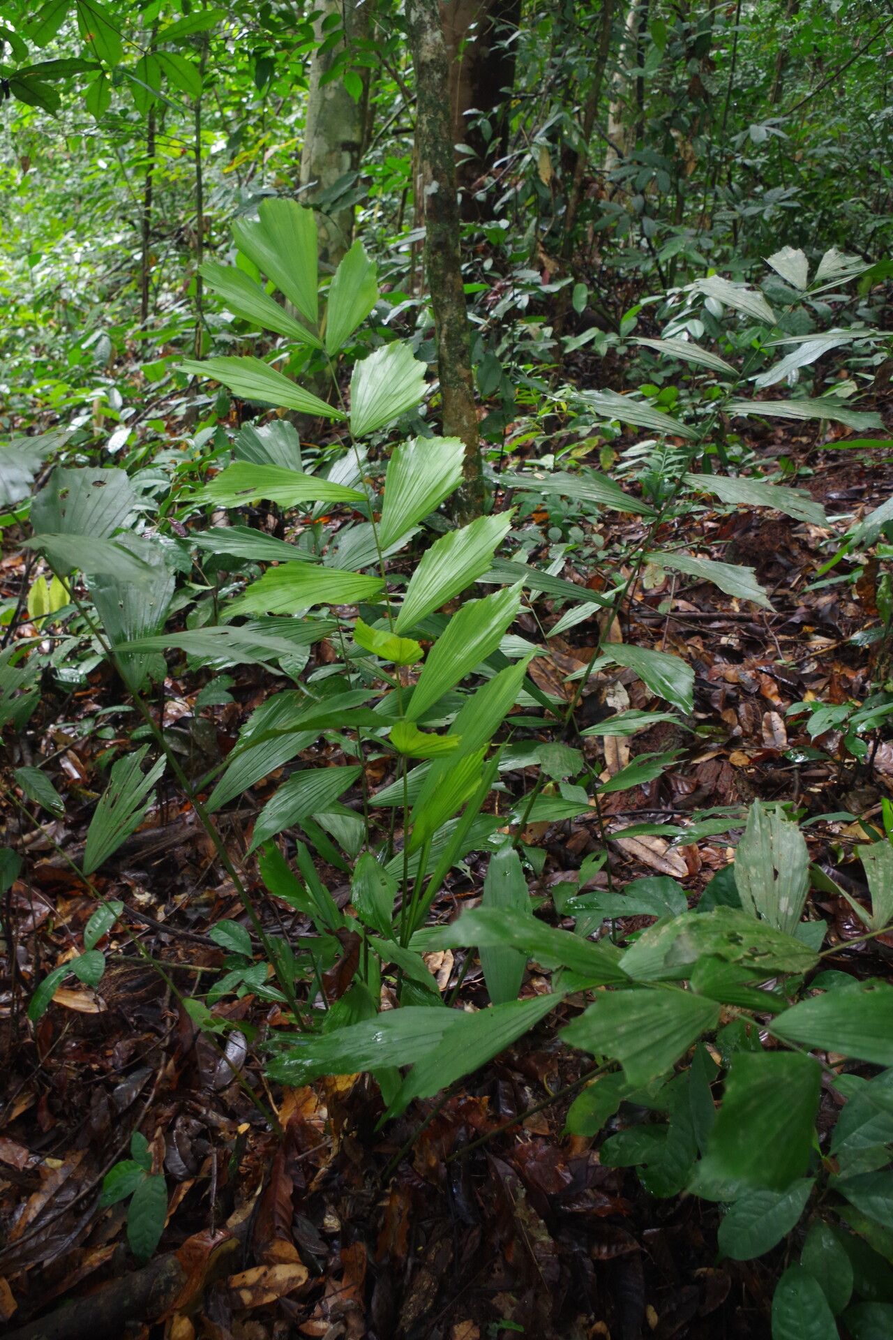 Podococcus acaulis habit